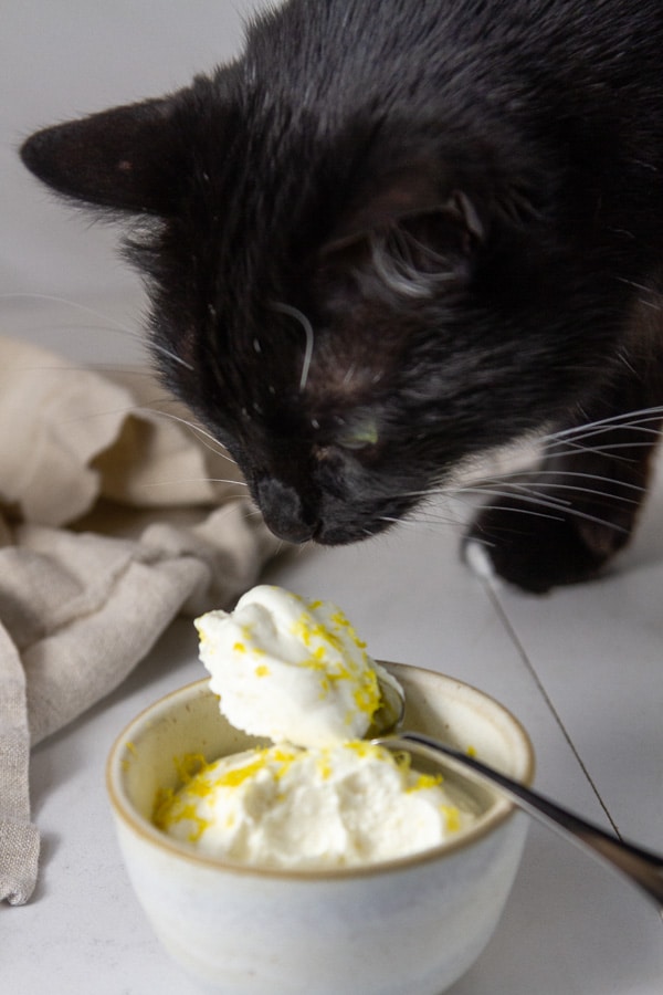 a black cat looking at a dish of cottage cheese pudding.